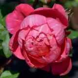 Rózsaszín - Kertészeti webáruház - csokros virágú - magastörzsű rózsafa - Rosa Crédit Mutuel - diszkrét illatú rózsa - szegfűszeg aromájú
