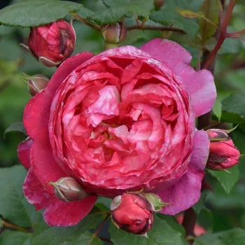 Rosa Crédit Mutuel - rózsaszín - csokros virágú - magastörzsű rózsafa
