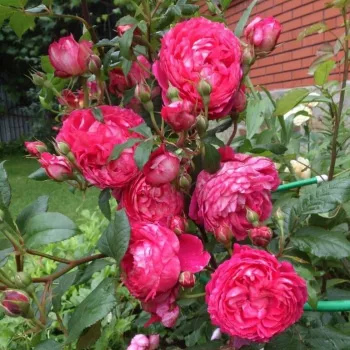 Magenta - krémszínű sziromfonák - csokros virágú - magastörzsű rózsafa - diszkrét illatú rózsa - szegfűszeg aromájú