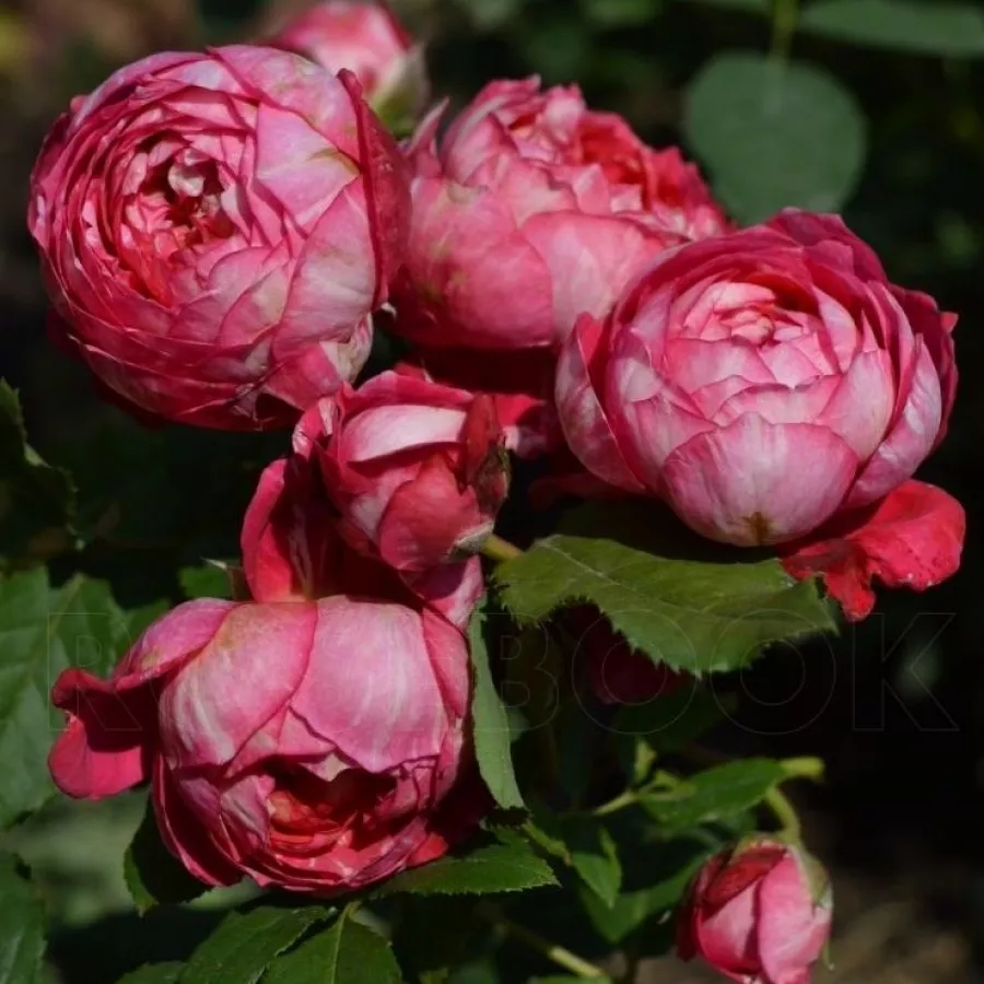 Rosales nostalgicos - Rosa - Crédit Mutuel - comprar rosales online