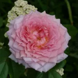 Rózsaszín - nosztalgia rózsa - Online rózsa vásárlás - Rosa Inge's Rose - diszkrét illatú rózsa - málna aromájú