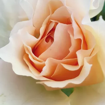 Online rózsa kertészet - rózsaszín - nosztalgia rózsa - Inge's Rose - diszkrét illatú rózsa - málna aromájú - (100-150 cm)