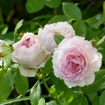 Rosa Inge's Rose - rosa - árbol de rosas inglés- rosal de pie alto