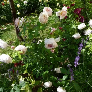 Rosa claro - árbol de rosas inglés- rosal de pie alto - rosa de fragancia discreta - frambuesa