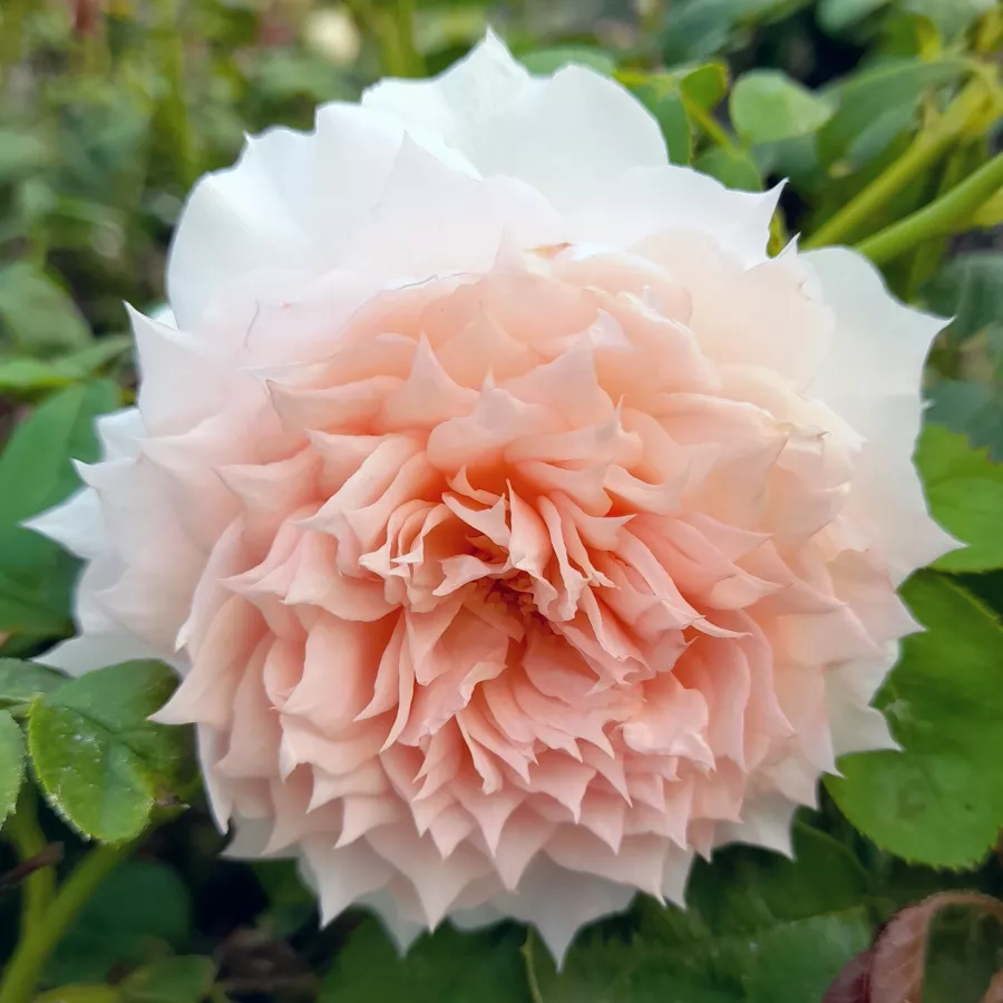 Nostalgična vrtnica - Roza - Inge's Rose - vrtnice online