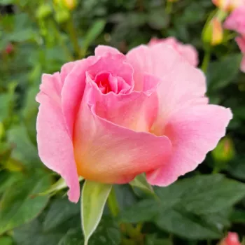 PINK PARADISE – rózsaszín teahibrid rózsa - Delbard