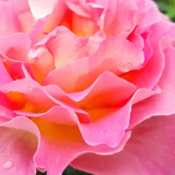Rózsa kertészet - rózsaszín - erőteljes, hosszan tartó illatú rózsa - Pink Paradise - teahibrid rózsa - (80-100 cm)