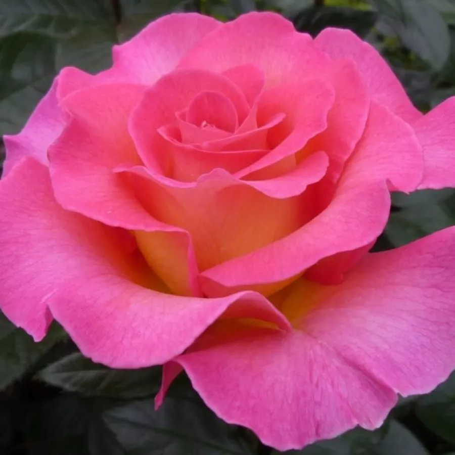 Intenzív illatú rózsa - Rózsa - Pink Paradise - kertészeti webáruház