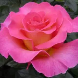 Hybrydowa róża herbaciana - róża o intensywnym zapachu - - - sadzonki róż sklep internetowy - online - Rosa Pink Paradise - różowy