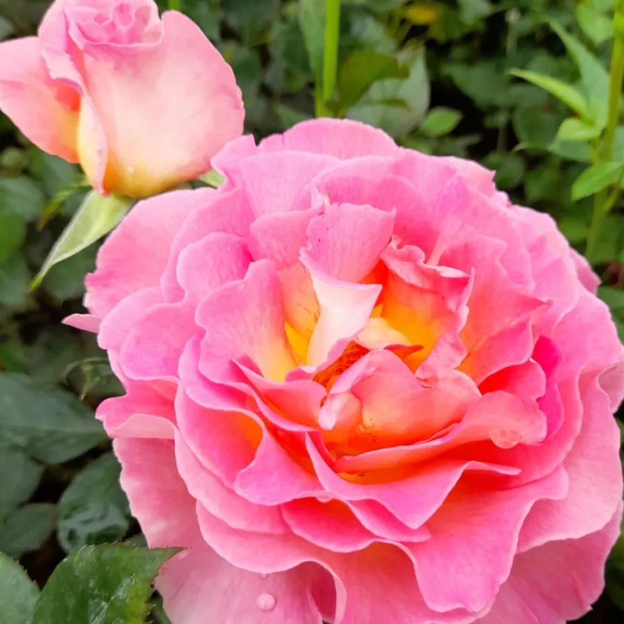 Teahibrid rózsa - Rózsa - Pink Paradise - kertészeti webáruház