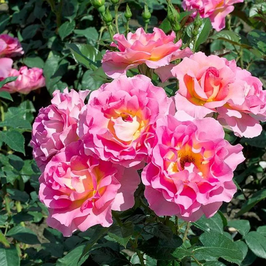 Magányos - Rózsa - Pink Paradise - kertészeti webáruház