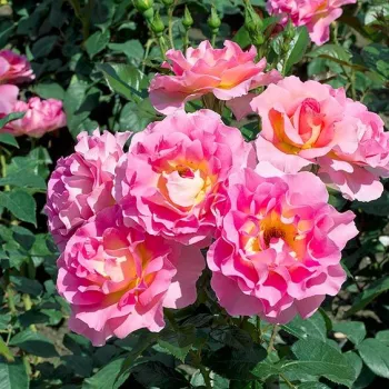 Różowy - złocisty odcień - hybrydowa róża herbaciana - róża o intensywnym zapachu - -