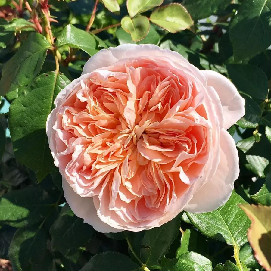 Róża o dyskretnym zapachu - Róża - Clara Schumann - sadzonki róż sklep internetowy - online