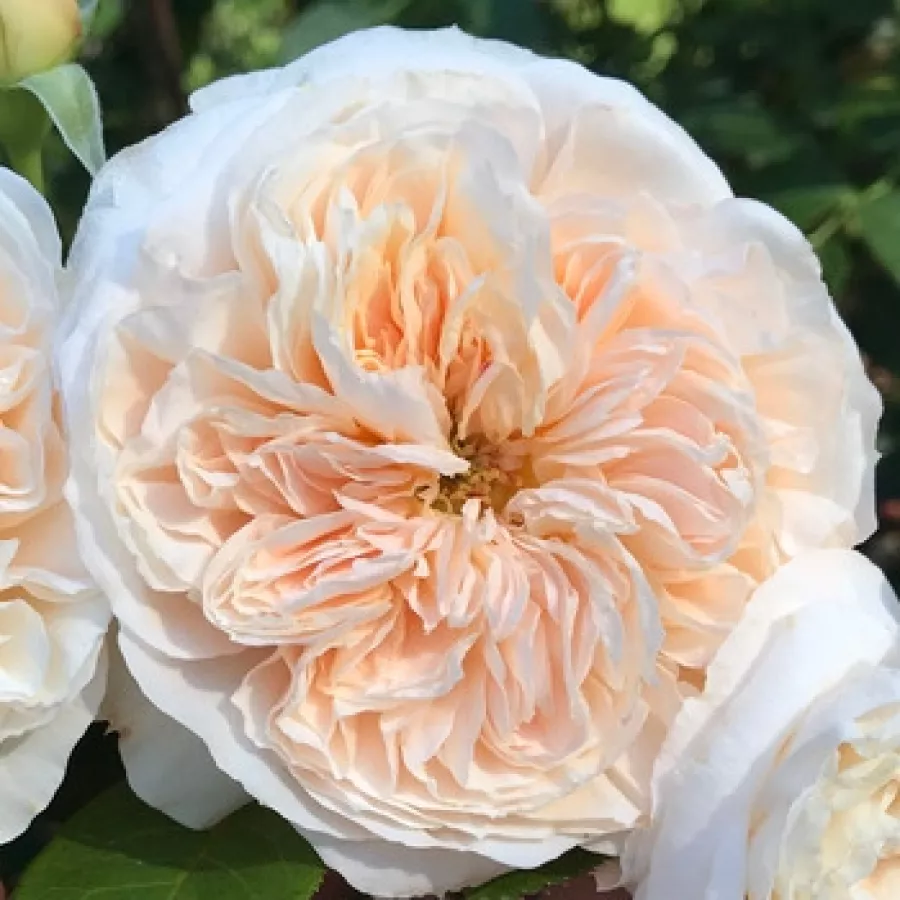 Róża nostalgiczna - Róża - Clara Schumann - róże sklep internetowy