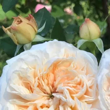 Rosa Clara Schumann - rózsaszín - nosztalgia rózsa
