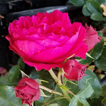 RED LEONARDO DA VINCI – globoko rdeča nostalgična vrtnica - Meilland