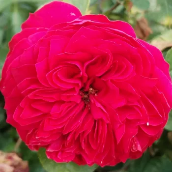 Spletno naročanje vrtnic - temno-rdeča - zelo šibka, komaj zaznavna dišeča vrtnica - Red Leonardo da Vinci - nostalgična vrtnica - (75-105 cm)
