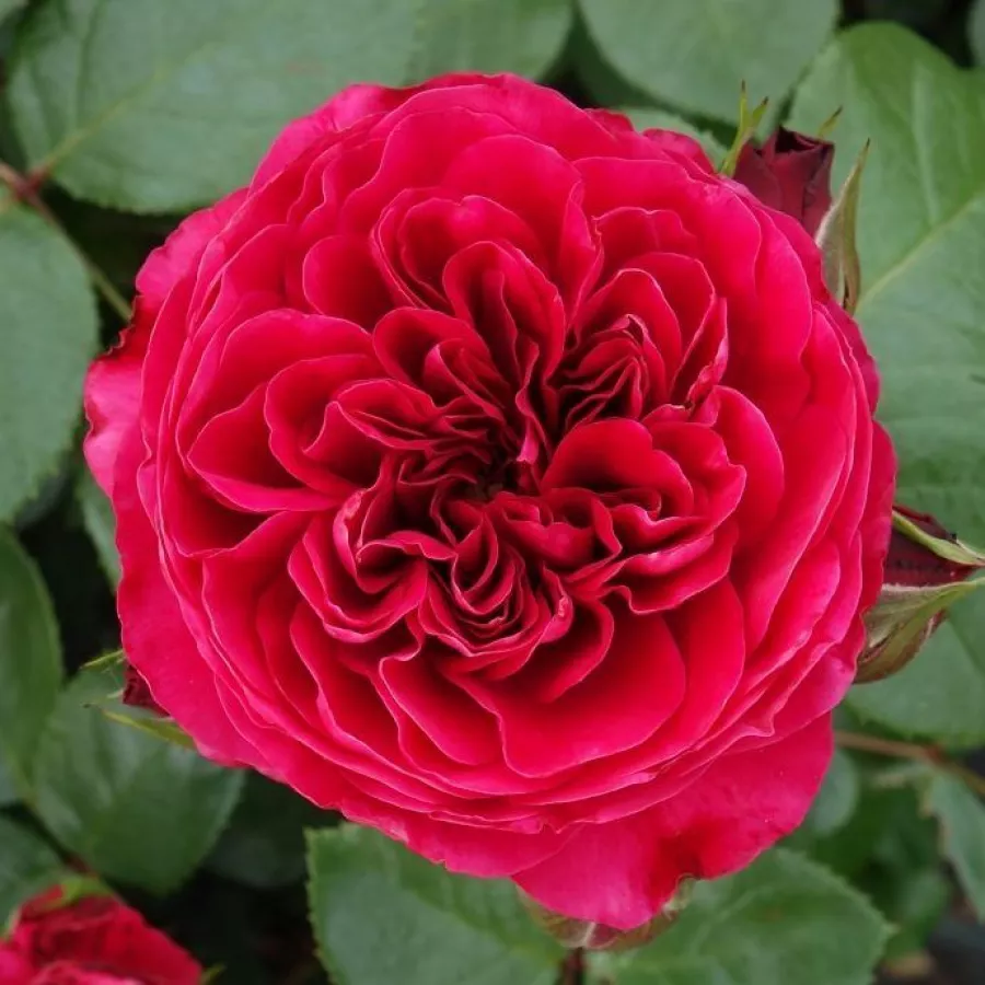 Diszkrét illatú rózsa - Rózsa - Red Leonardo da Vinci - kertészeti webáruház