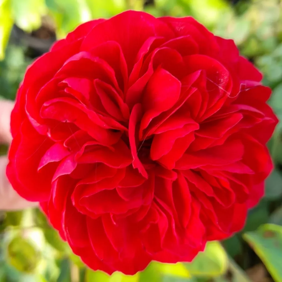 Róża nostalgiczna - Róża - Red Leonardo da Vinci - sadzonki róż sklep internetowy - online