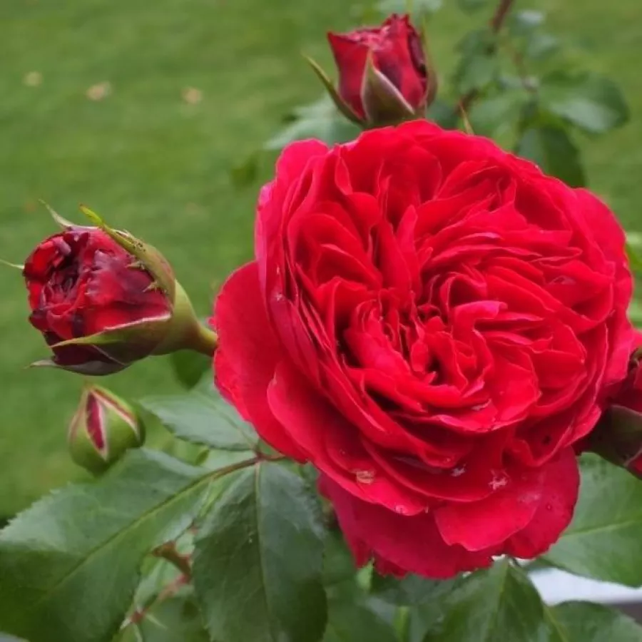 Rozetkowy - Róża - Red Leonardo da Vinci - sadzonki róż sklep internetowy - online