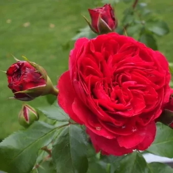 Rosa Red Leonardo da Vinci - červený - nostalgická ruža