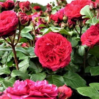 Ribizli-piros - nosztalgia rózsa   (60-100 cm)