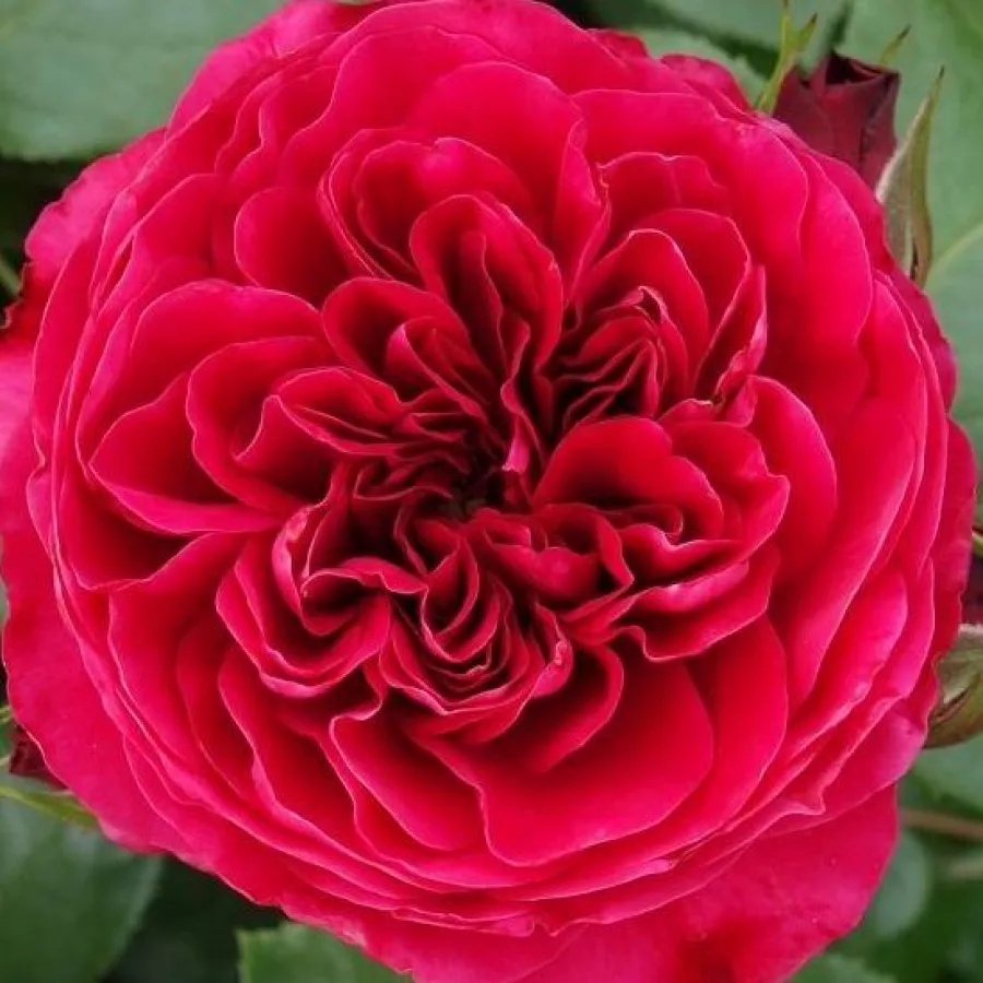 Meilland International - Róża - Red Leonardo da Vinci - sadzonki róż sklep internetowy - online