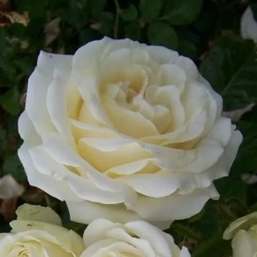 Sophie Scholl