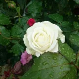 Beetrose grandiflora – floribundarose - rose mit diskretem duft - damaszener-aroma - rosen onlineversand - Rosa Sophie Scholl - weiß