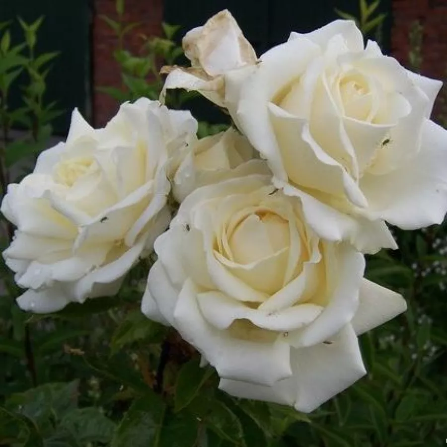 Vrtnica grandiflora - floribunda za cvetlično gredo - Roza - Sophie Scholl - vrtnice - proizvodnja in spletna prodaja sadik