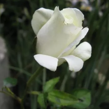 Rosa Sophie Scholl - weiß - beetrose grandiflora – floribundarose