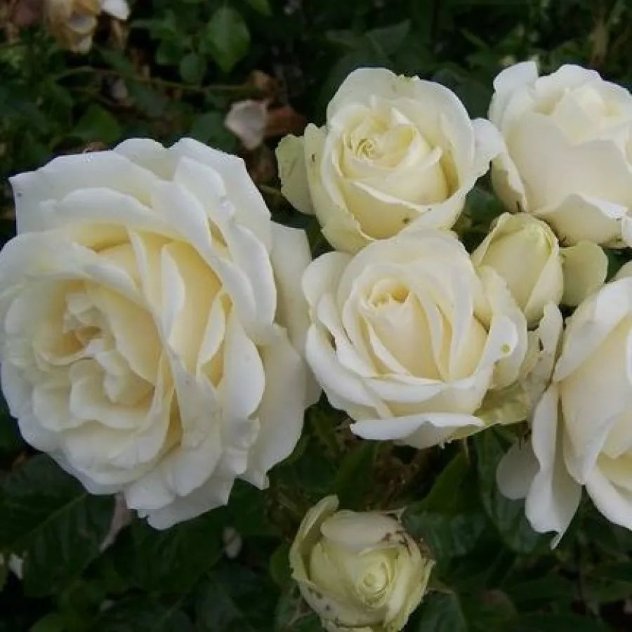 MNOGOCVETNE (GREDNE) VRTNICE - Roza - Sophie Scholl - vrtnice - proizvodnja in spletna prodaja sadik