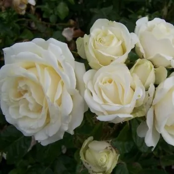 Fehér - virágágyi grandiflora - floribunda rózsa - diszkrét illatú rózsa - damaszkuszi aromájú