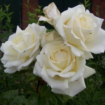 Rózsa rendelés online - fehér - Sophie Scholl - virágágyi grandiflora - floribunda rózsa - diszkrét illatú rózsa - damaszkuszi aromájú - (100-1500 cm)