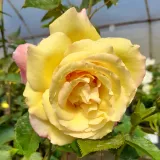 Sárga - rózsaszín - teahibrid rózsa - Online rózsa vásárlás - Rosa Repubblica Di San Marino - intenzív illatú rózsa - eper aromájú