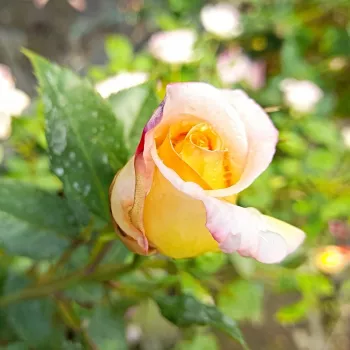 Rosa Repubblica Di San Marino - sárga - rózsaszín - teahibrid rózsa