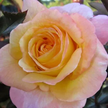 Sárga - rózsaszín - teahibrid rózsa - intenzív illatú rózsa - eper aromájú