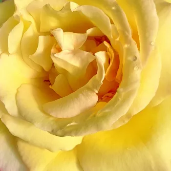 Rózsák webáruháza. - teahibrid rózsa - sárga - rózsaszín - intenzív illatú rózsa - eper aromájú - Repubblica Di San Marino - (80-120 cm)