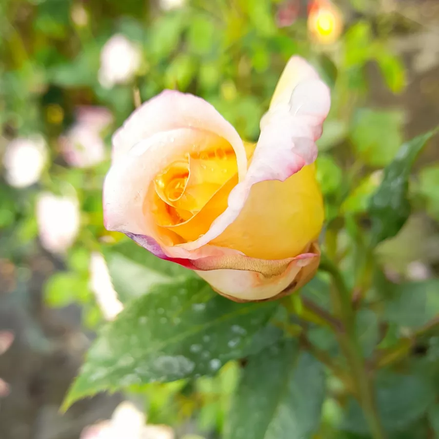 Teahibrid virágú - magastörzsű rózsafa - Rózsa - Repubblica Di San Marino - Kertészeti webáruház