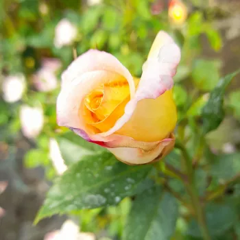 Rosa Repubblica Di San Marino - sárga - rózsaszín - teahibrid virágú - magastörzsű rózsafa