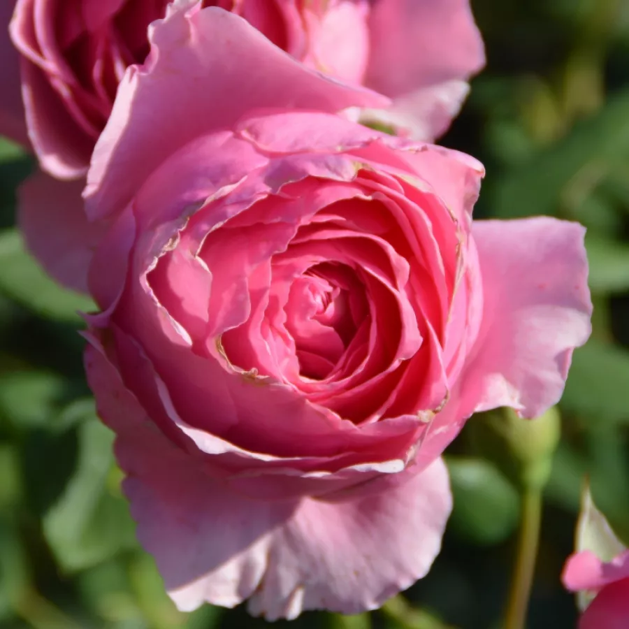 Ruža intenzivnog mirisa - Ruža - Werner von Simson - sadnice ruža - proizvodnja i prodaja sadnica