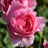 Róża nostalgiczna - róża o intensywnym zapachu - truskawkowy aromat - sadzonki róż sklep internetowy - online - Rosa Werner von Simson - różowy