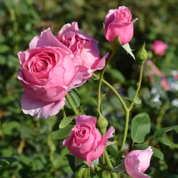 Rosa Werner von Simson - ružičasta - nostalgija ruža