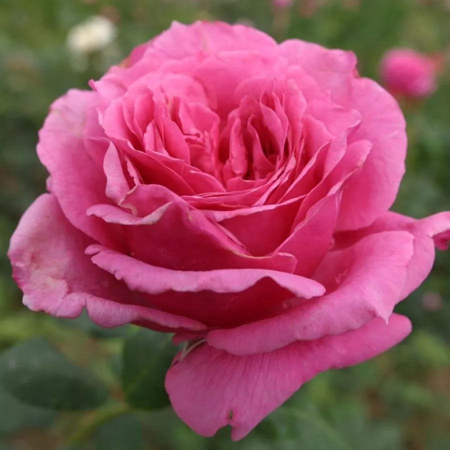 Tömvetelt virágú - Rózsa - Werner von Simson - online rózsa vásárlás