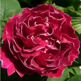 Vörös - fehér - történelmi - perpetual hibrid rózsa - Online rózsa vásárlás - Rosa Baron Girod de l'Ain - intenzív illatú rózsa - mangó aromájú