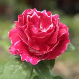 Ruža perpetual hybrid - červená - intenzívna vôňa ruží - mango aróma - Rosa Baron Girod de l'Ain - Ruže - online - koupit