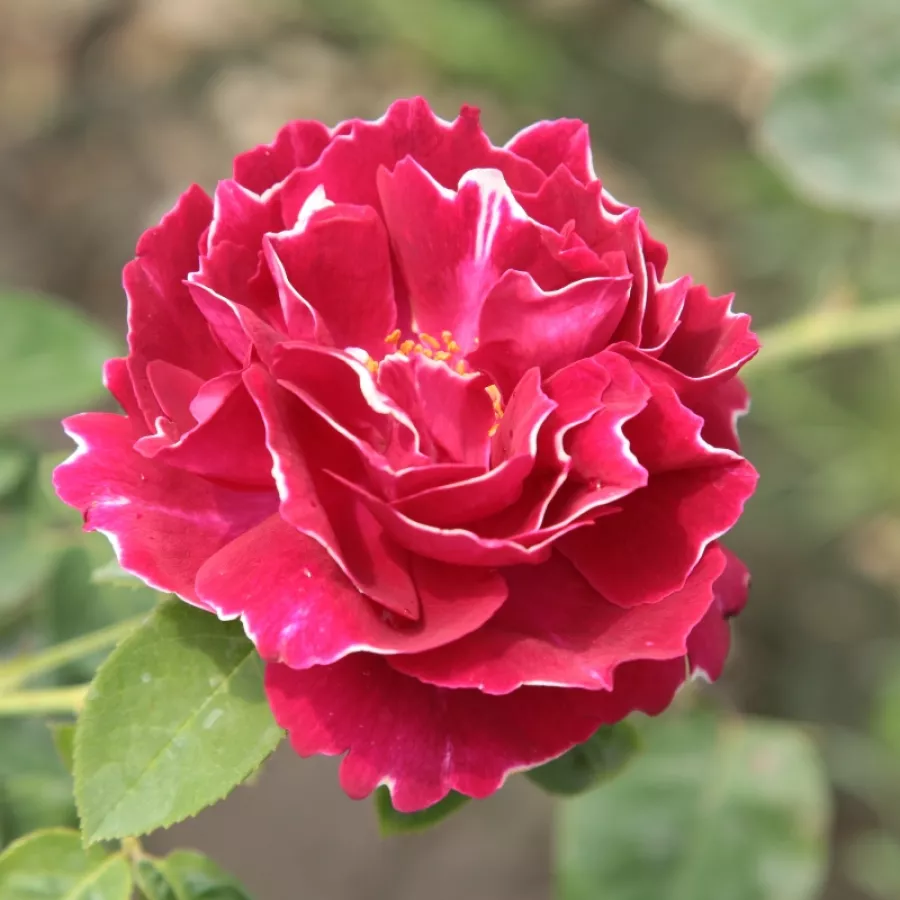 Vörös - fehér - Rózsa - Baron Girod de l'Ain - Online rózsa rendelés