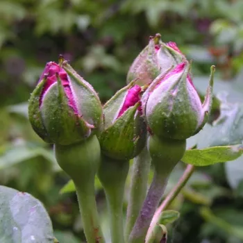 Rosa Baron Girod de l'Ain - rouge - blanche - rosier hybride perpetuel