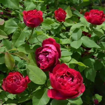 Purpurowo-czerwony z białymi obwodami płatków - róże Hybrid Perpetual