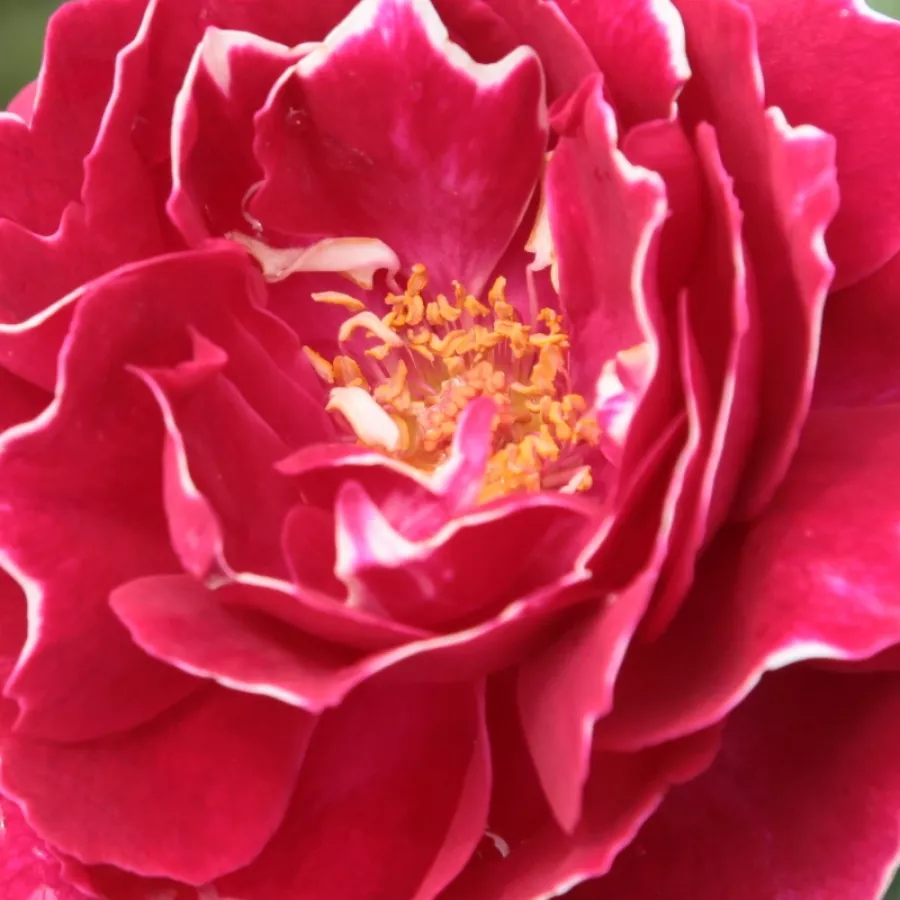 Hybrid Perpetual - Rózsa - Baron Girod de l'Ain - Online rózsa rendelés